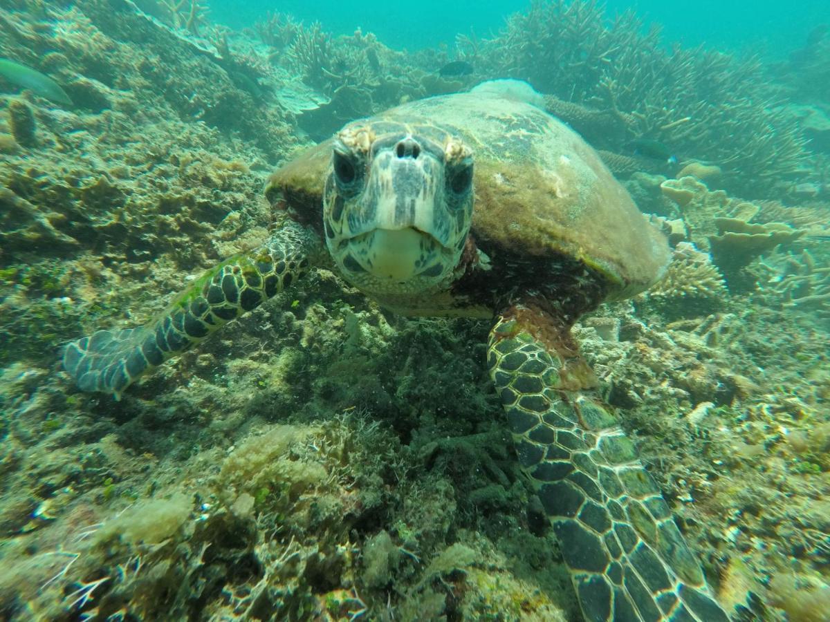 Bushman Tioman Hotel Kampong Juara Luaran gambar